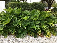 Tropicals/Exotics